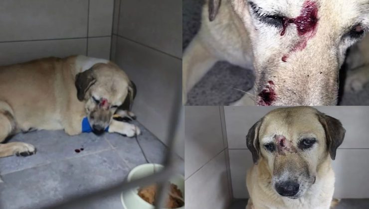 Kör ve yaşlı köpeğe sopalı işkence